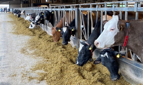 A herd of dairy cows in pens feeding on straw.